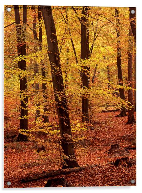 Autumn Woodland Beech Wood in Hampshire Acrylic by Pearl Bucknall