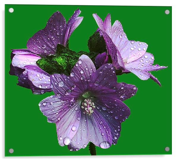 Wet Wildflower  Acrylic by james balzano, jr.