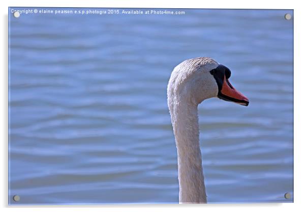  The Swan Acrylic by Elaine Pearson
