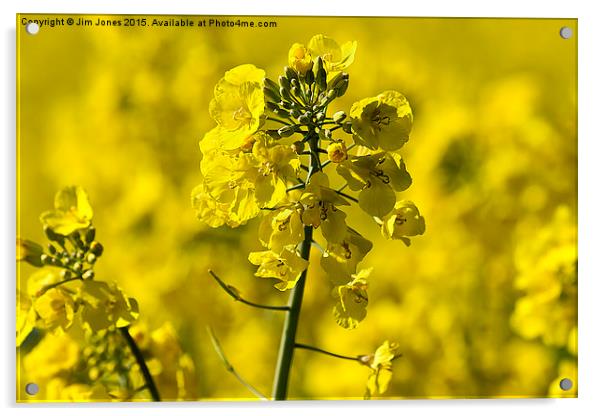  Very Yellow Acrylic by Jim Jones