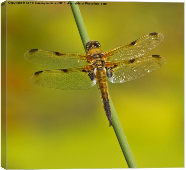 Four Spotted Chaser Dragonfly II Canvas Print by Sandi-Cockayne ADPS