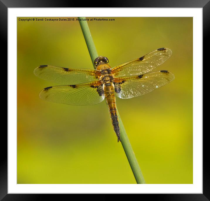 Four Spotted Chaser Dragonfly II Framed Mounted Print by Sandi-Cockayne ADPS