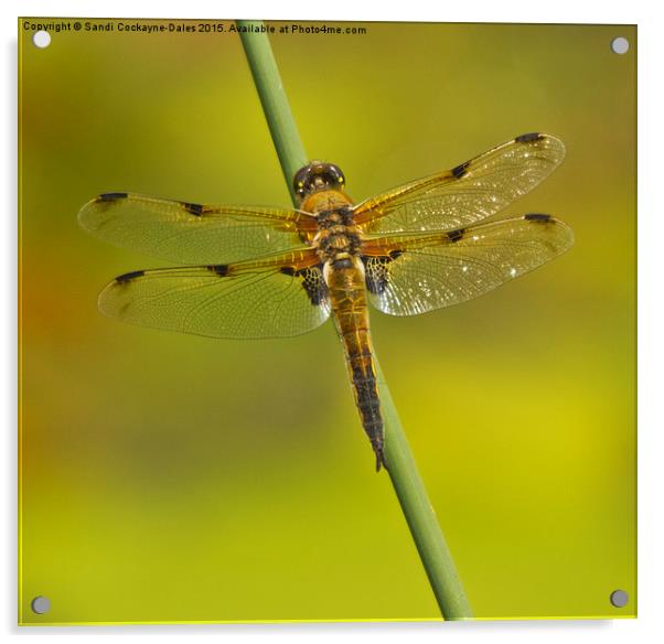 Four Spotted Chaser Dragonfly II Acrylic by Sandi-Cockayne ADPS
