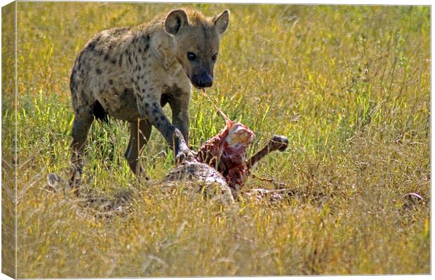 Hyena with kill Canvas Print by Tony Murtagh