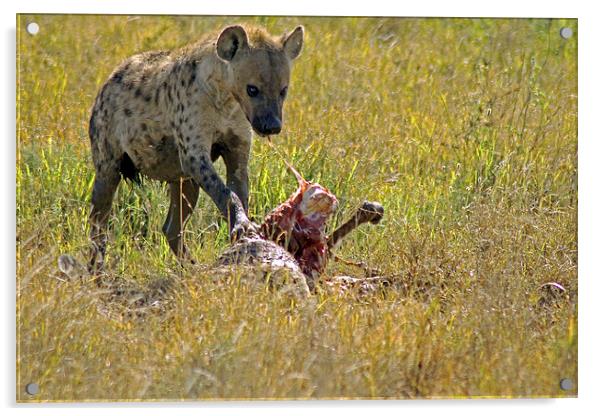 Hyena with kill Acrylic by Tony Murtagh
