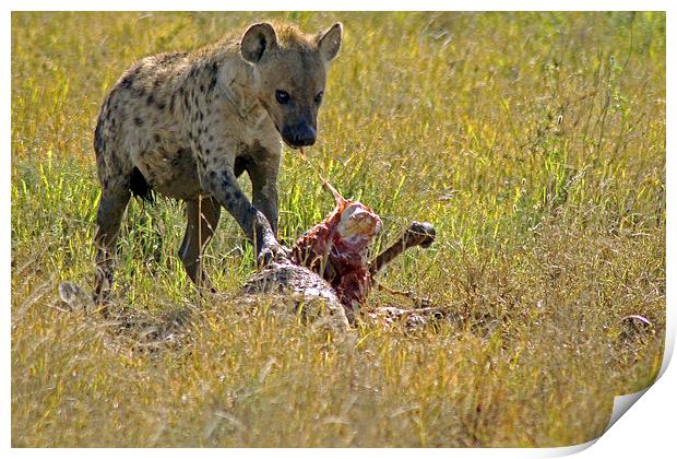 Hyena with kill Print by Tony Murtagh
