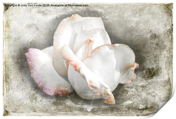 Rustic Rose Print by Judy Hall-Folde