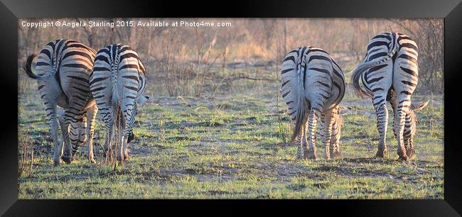  Zebra bums Framed Print by Angela Starling