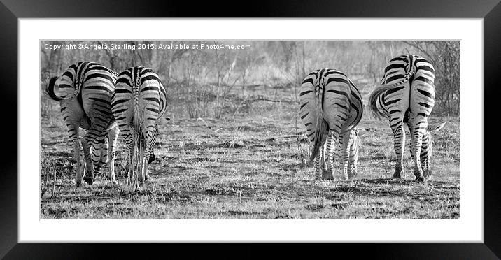 Zebras bums. Framed Mounted Print by Angela Starling