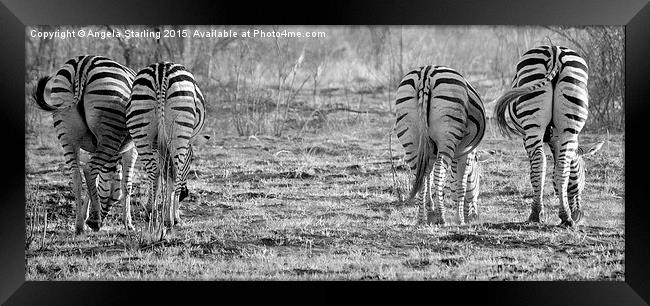  Zebras bums. Framed Print by Angela Starling