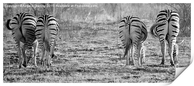  Zebras bums. Print by Angela Starling