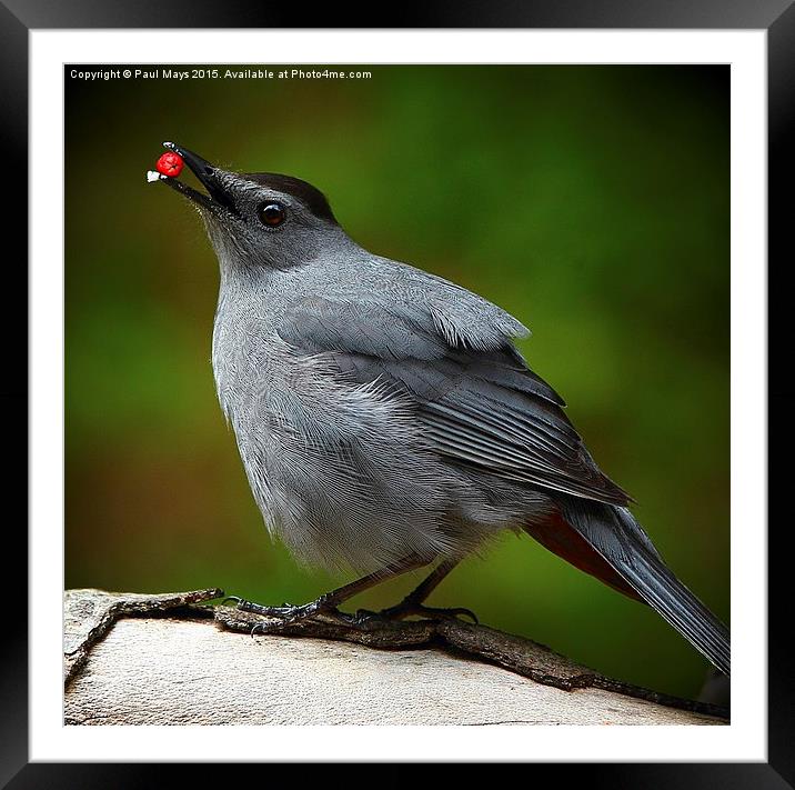  Common Catbird Framed Mounted Print by Paul Mays