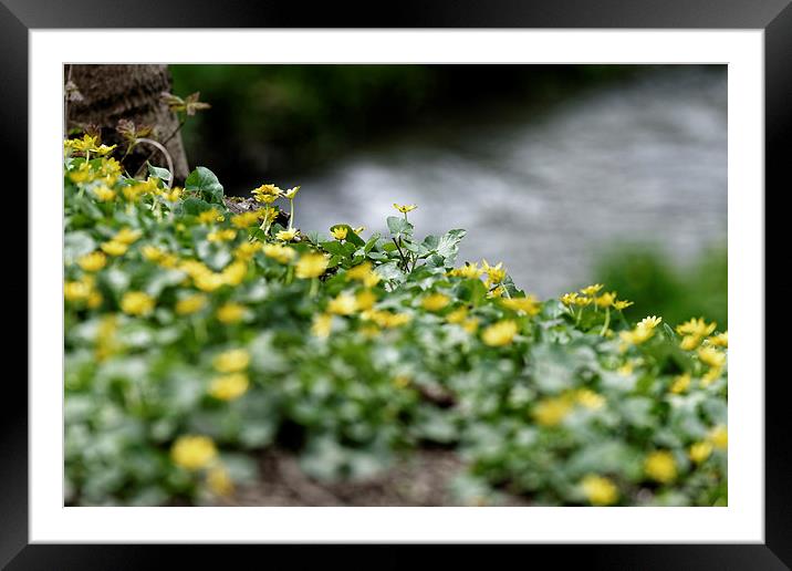 Yellow flowers on the waterfront Framed Mounted Print by Adrian Bud