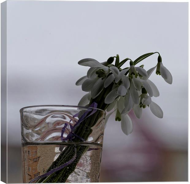 snowdrops bouquet in the glass Canvas Print by Adrian Bud