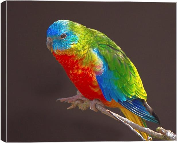 Vibrant Turquoise Parrots Canvas Print by rawshutterbug 