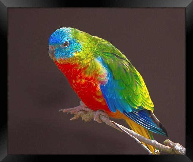 Vibrant Turquoise Parrots Framed Print by rawshutterbug 