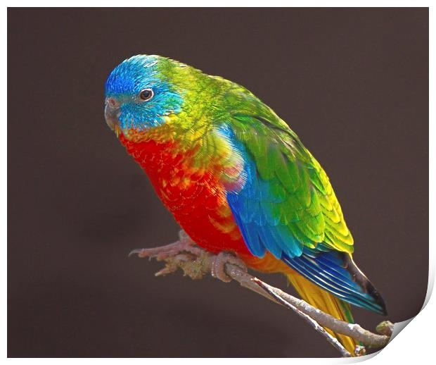 Vibrant Turquoise Parrots Print by rawshutterbug 