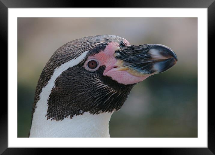  Humboldt Penguin Head Shot Framed Mounted Print by rawshutterbug 