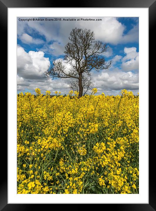 Sea of Yellow Framed Mounted Print by Adrian Evans