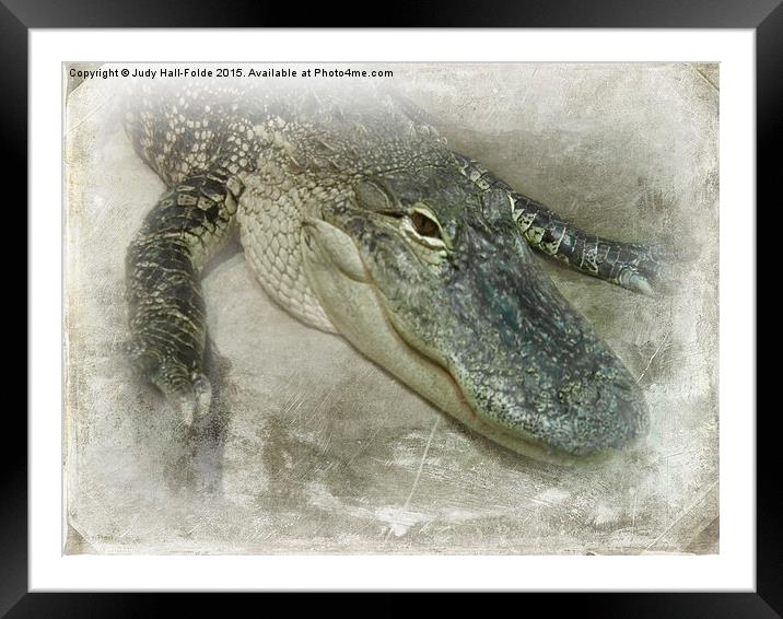  Real Live Gator Framed Mounted Print by Judy Hall-Folde