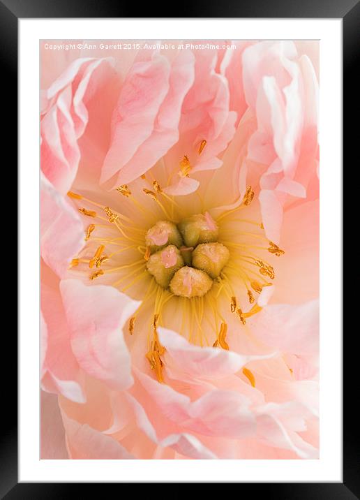 Pink Peony Perfection Framed Mounted Print by Ann Garrett