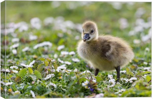  The Little Gosling Canvas Print by Roger Byng