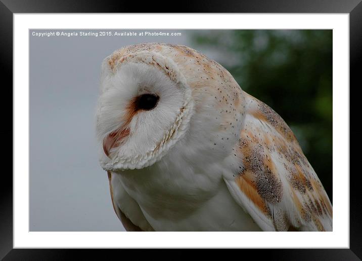  Barn Owl Framed Mounted Print by Angela Starling