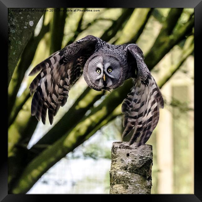   Great Grey Owl Framed Print by John Vaughan