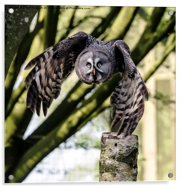   Great Grey Owl Acrylic by John Vaughan