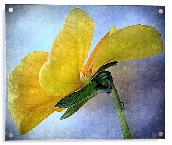  closeup yellow  Acrylic by dale rys (LP)