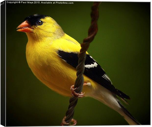  Male American Goldfinch Canvas Print by Paul Mays