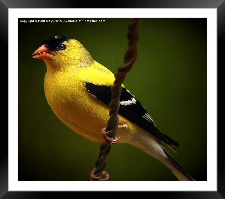  Male American Goldfinch Framed Mounted Print by Paul Mays