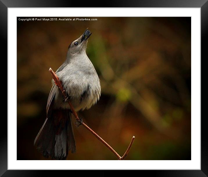Common Catbird Framed Mounted Print by Paul Mays