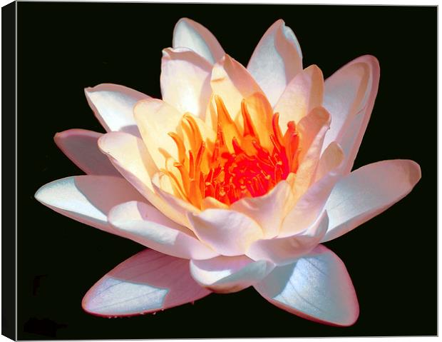  Lightly Colored Waterlily Canvas Print by james balzano, jr.