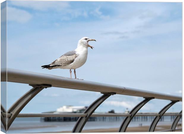 North Pier Seagull Canvas Print by Victor Burnside