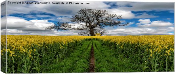 Field Of Rapeseeds Canvas Print by Adrian Evans