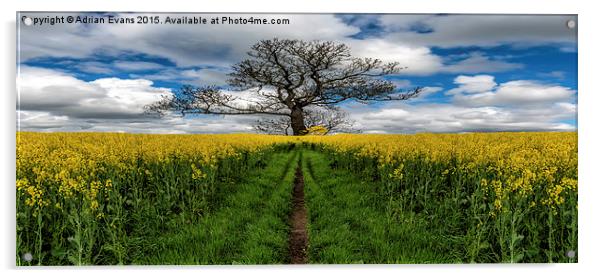 Field Of Rapeseeds Acrylic by Adrian Evans