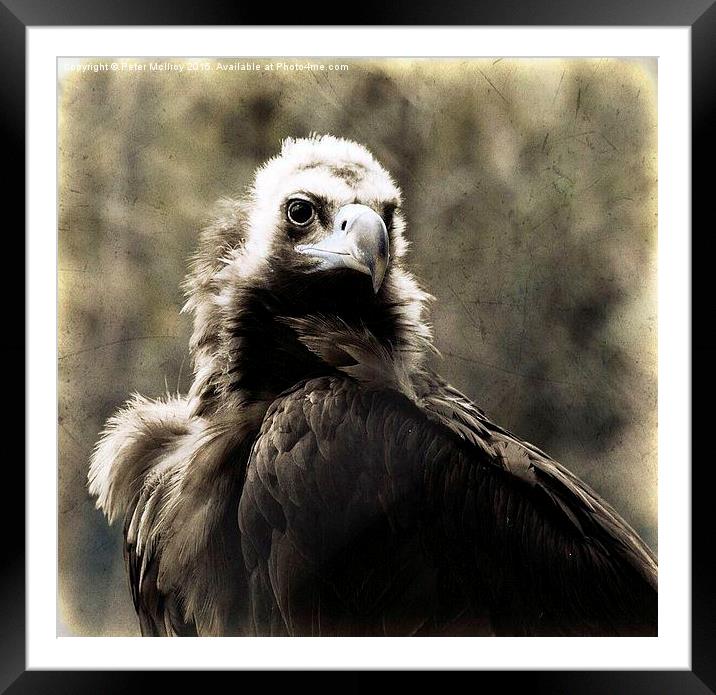  Buzzard Framed Mounted Print by Peter McIlroy