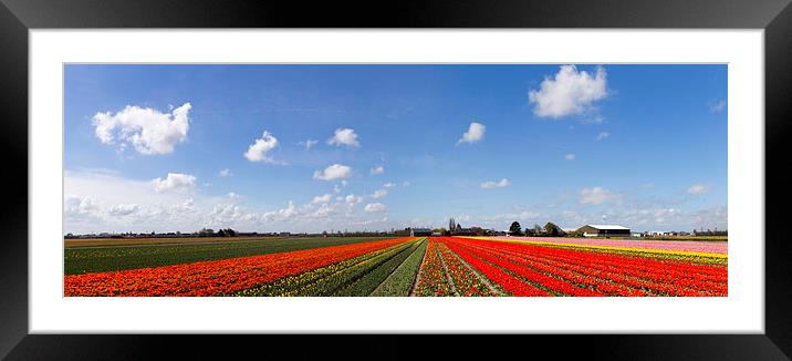  Tulip bulb field panorama Framed Mounted Print by Ankor Light
