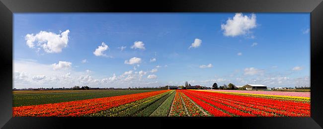  Tulip bulb field panorama Framed Print by Ankor Light