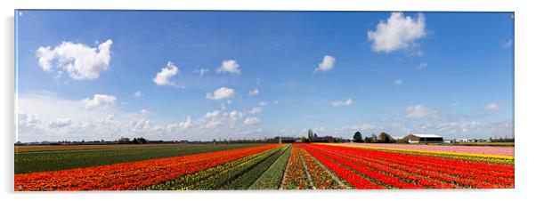  Tulip bulb field panorama Acrylic by Ankor Light