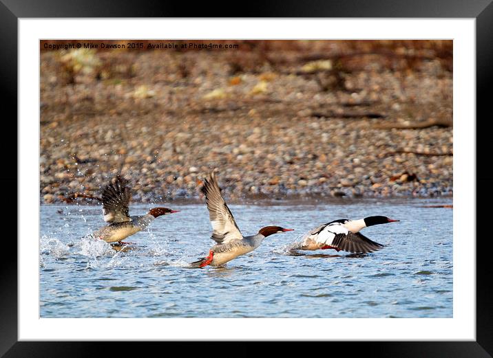 Merganser Flight Framed Mounted Print by Mike Dawson