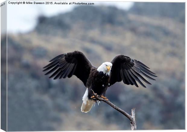 Spread Your Wings Canvas Print by Mike Dawson