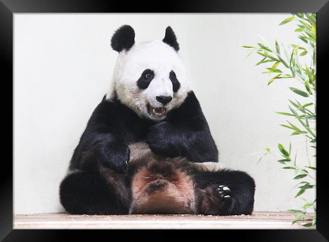  Giant Panda hungrily looking at bamboo Framed Print by Linda More