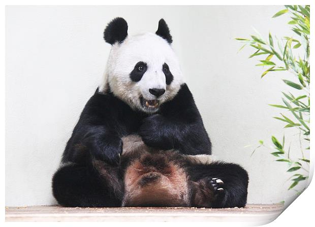  Giant Panda hungrily looking at bamboo Print by Linda More