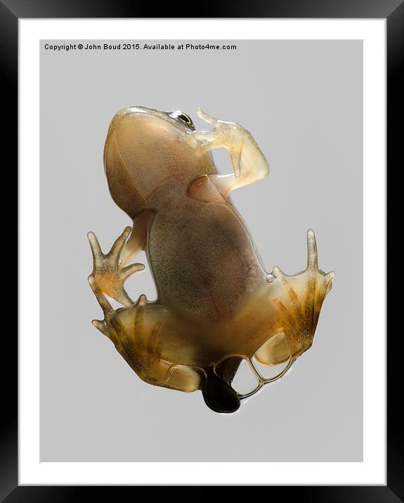  Froglet of Common Frog  Rana temporaria climbing  Framed Mounted Print by John Boud