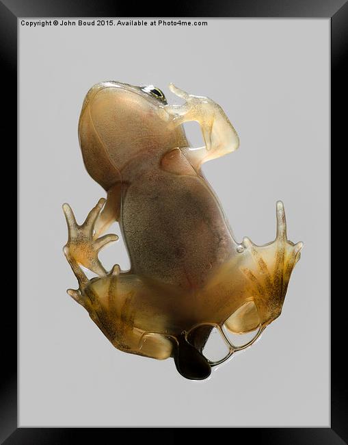  Froglet of Common Frog  Rana temporaria climbing  Framed Print by John Boud