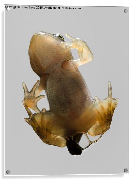  Froglet of Common Frog  Rana temporaria climbing  Acrylic by John Boud