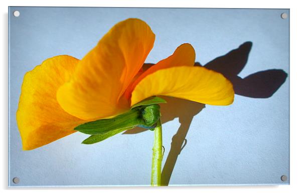 flora closeup Acrylic by dale rys (LP)