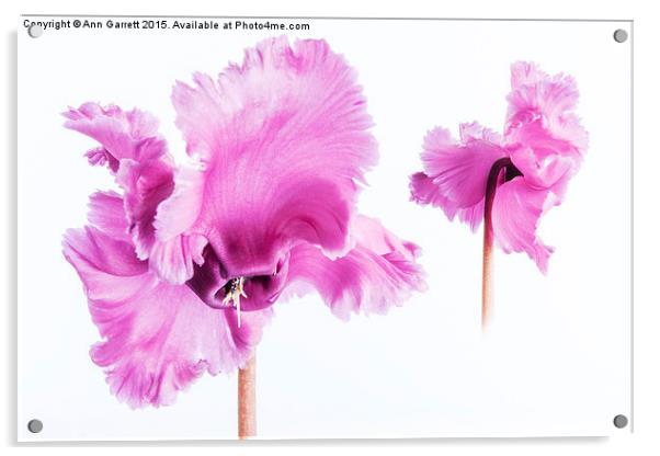 Frilly Edged Pink Cyclamen Acrylic by Ann Garrett